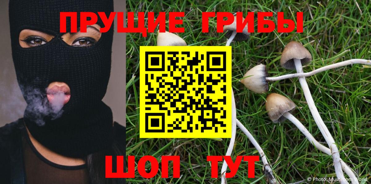 Псилоцибиновые грибы Psilocybine cubensis Краснодар